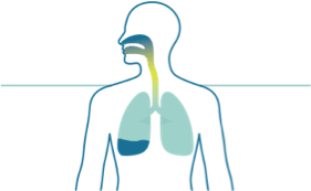full body lung view